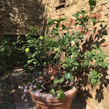 Agli Olivi Di Marciano Apartament